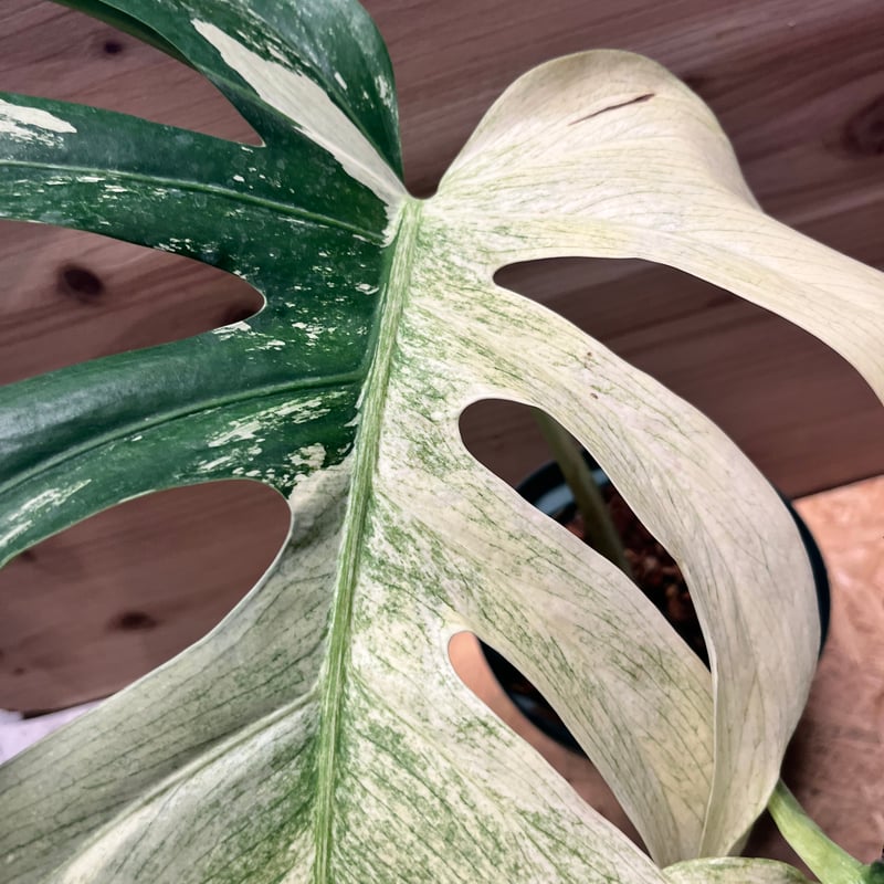 モンステラ デリシオーサ ミント | GREEN LUCK