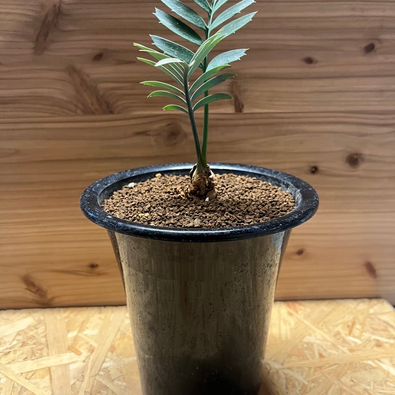 エンセファラルトス ホリダス ドワーフ | GREEN LUCK