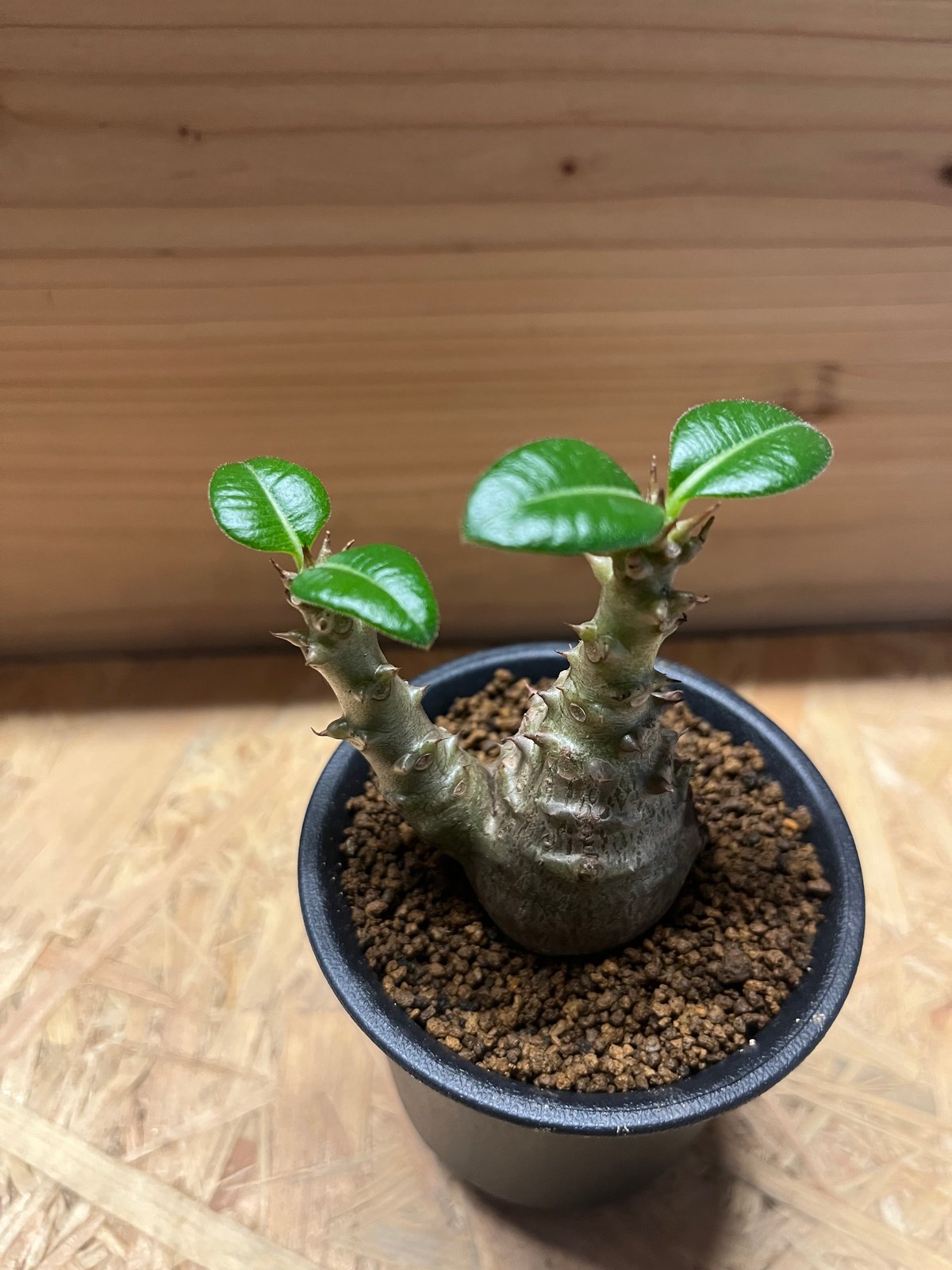 パキポディウム ウィンゾリー | GREEN LUCK