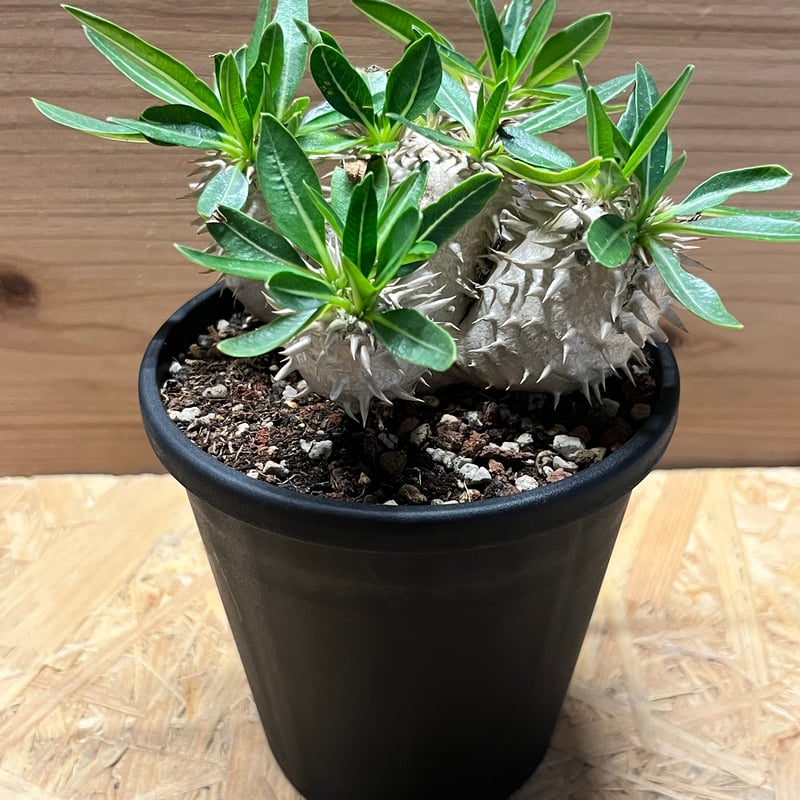 パキポディウム デンシカウレ 恵比寿大黒 | GREEN LUCK