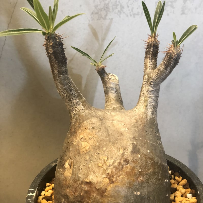 パキポディウム グラキリス 現地株 発根済み | GREEN LUCK