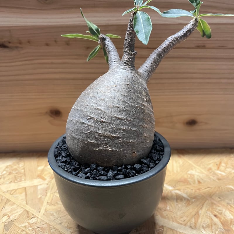 パキポディウム グラキリス×伝市鉢 | GREEN LUCK