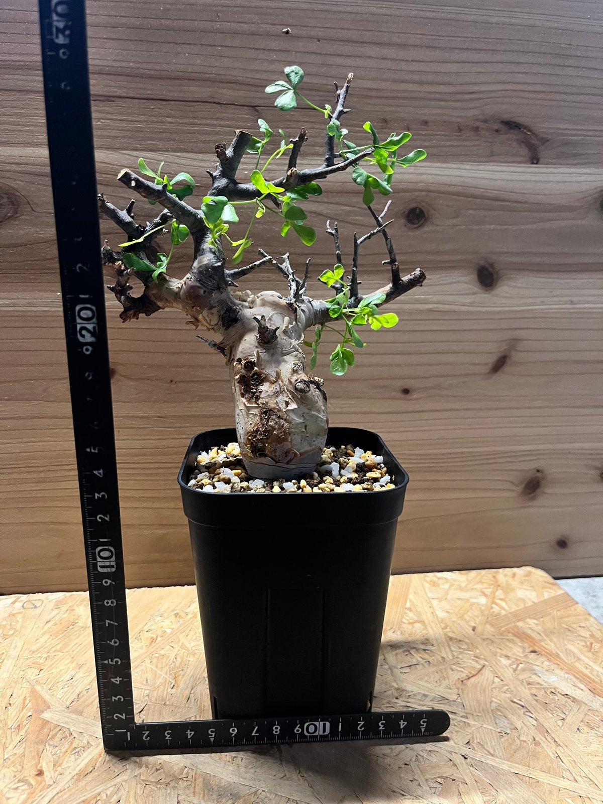 コミフォラ ピュアカタフ ソマリア産 コレクション 手乗り ぷっくり