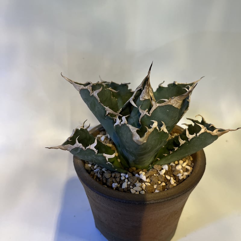 アガベ チタノタ【Creep】No.2／＊鉢植え発送＊ 園芸ネット本店