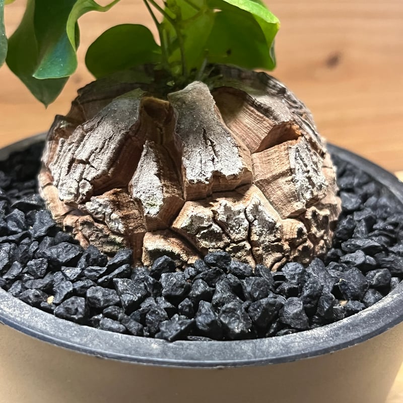 亀甲竜 ディオスコレア エレファンティペス | GREEN LUCK