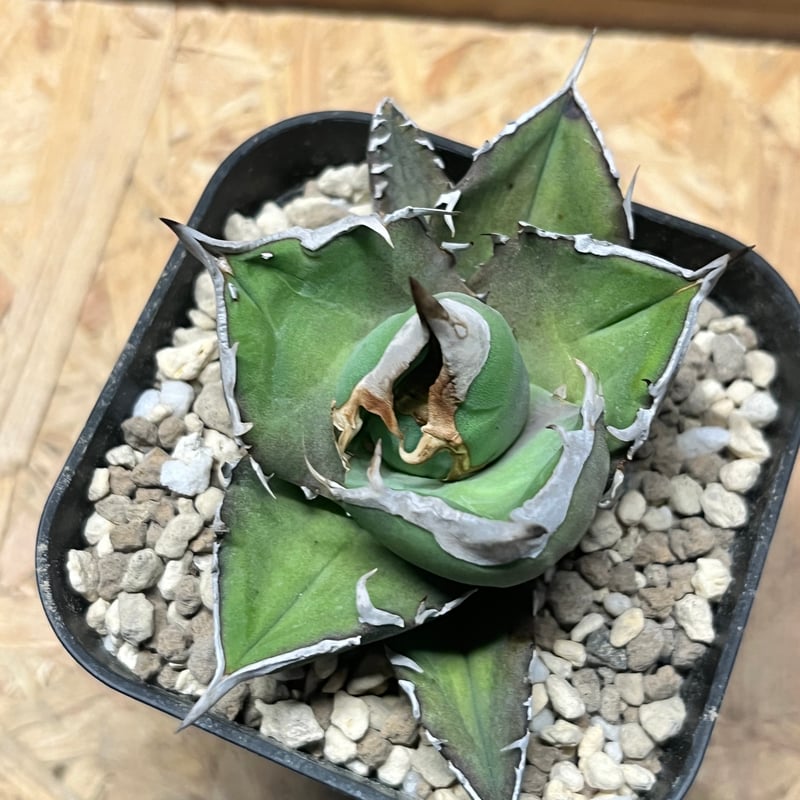 アガべ チタノタ '白犀牛' | GREEN LUCK