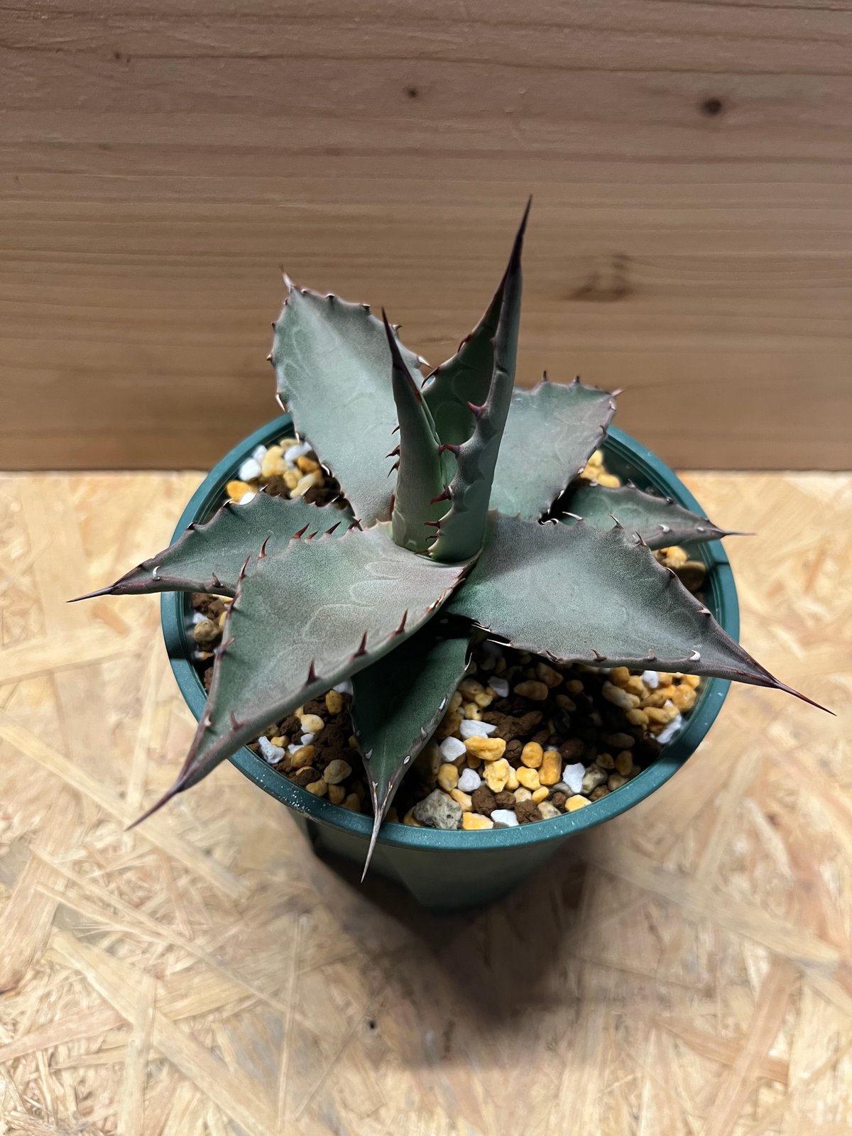 アガベ パリー ネオメキシカーナ | GREEN LUCK