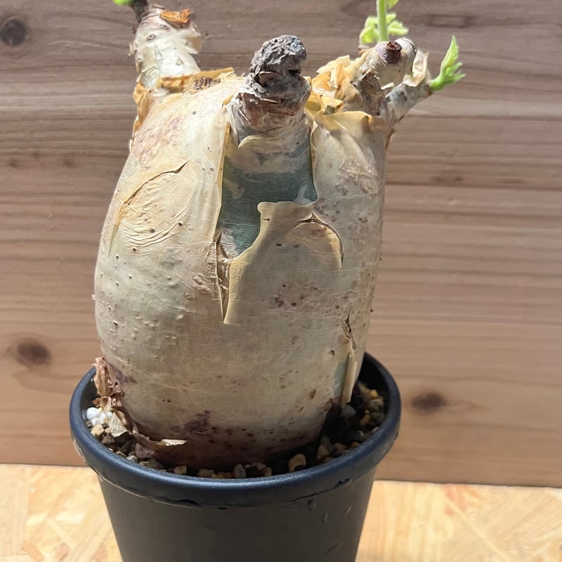 キフォステンマ マクロプス | GREEN LUCK