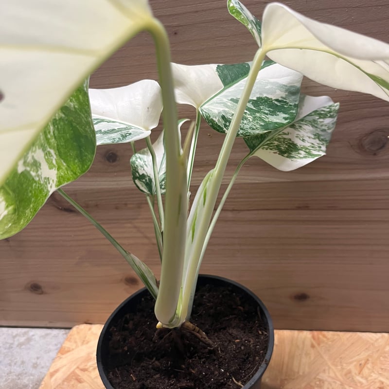 斑入りモンステラ ボルシギアナ 'ホワイトタイガー' | GREEN LUCK