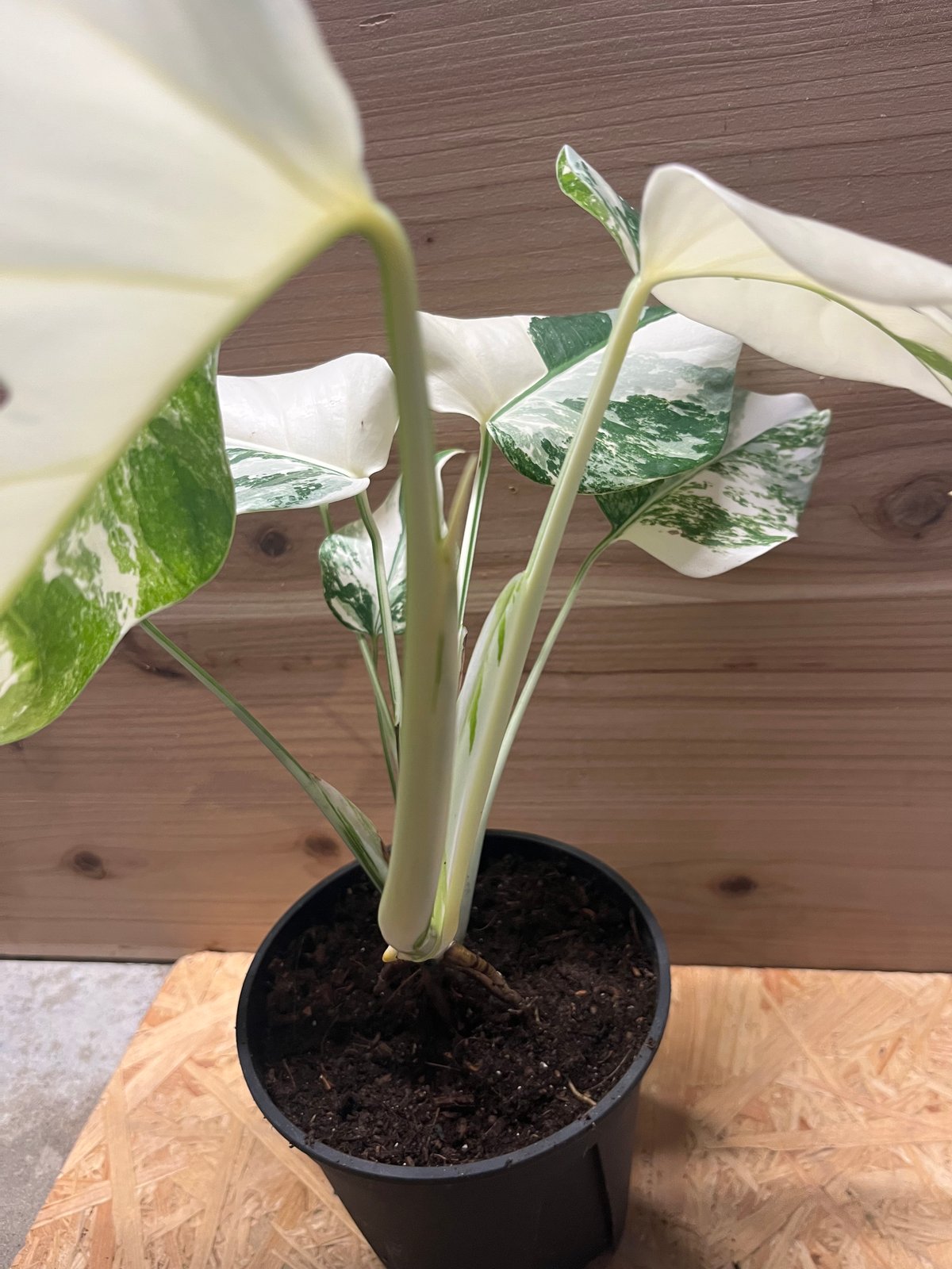 斑入りモンステラ ボルシギアナ 'ホワイトタイガー' | GREEN LUCK