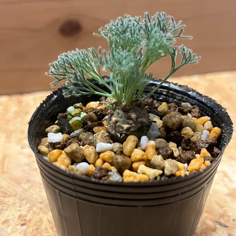 モンソニア ペニクリナム | GREEN LUCK