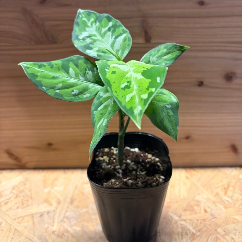アグラオネマ ピクタム トリカラー | GREEN LUCK