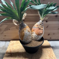 モンステラ デリシオーサ グリーンスノー | GREEN LUCK