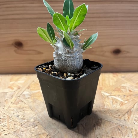 パキポディウムデンシフローラム | STORES