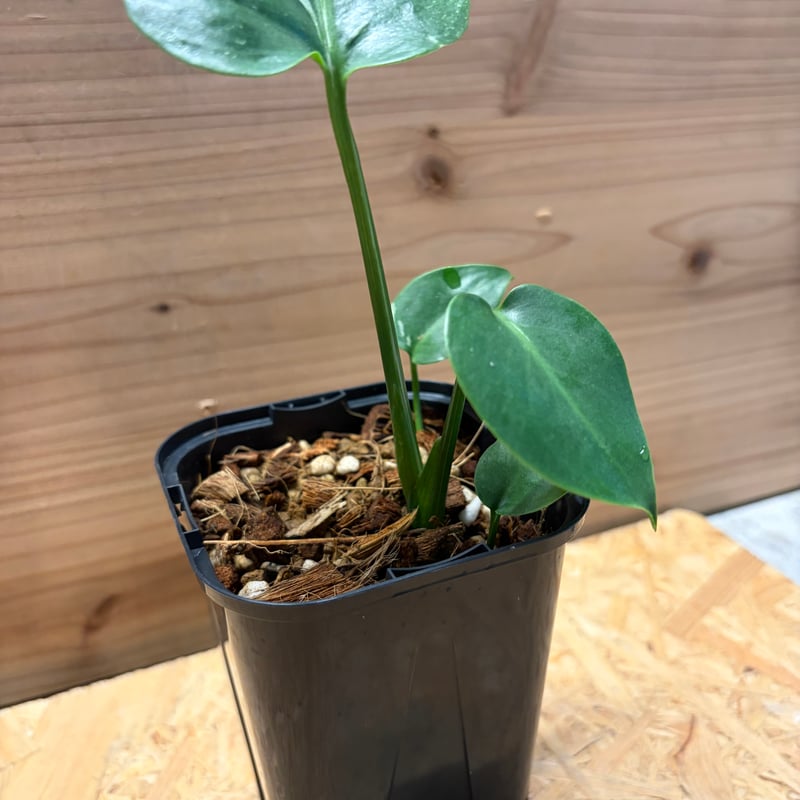 モンステラ デリシオーサ 'バルバソー' | GREEN LUCK