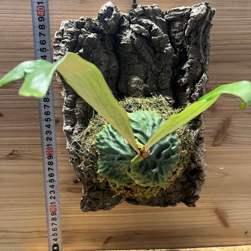 ビカクシダ マダガスカリエンセ | GREEN LUCK