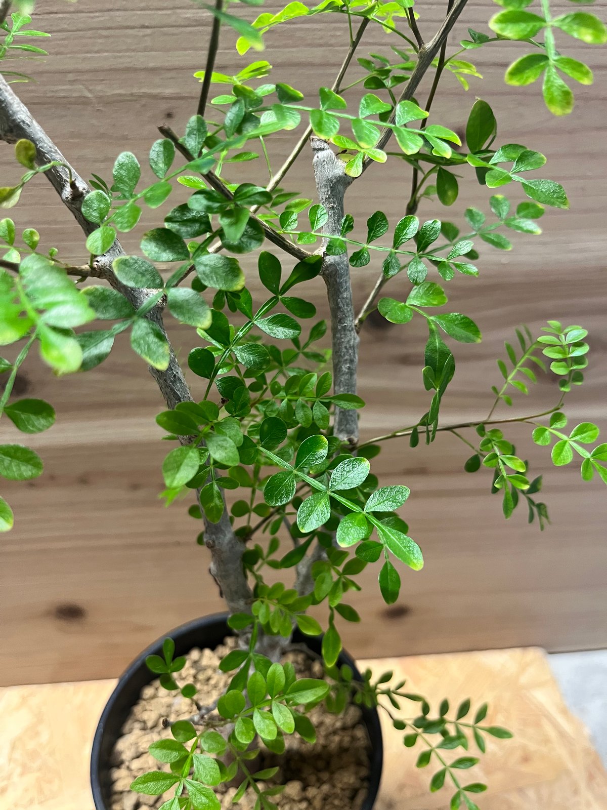 オペルクリカリア ボレアリス | GREEN LUCK