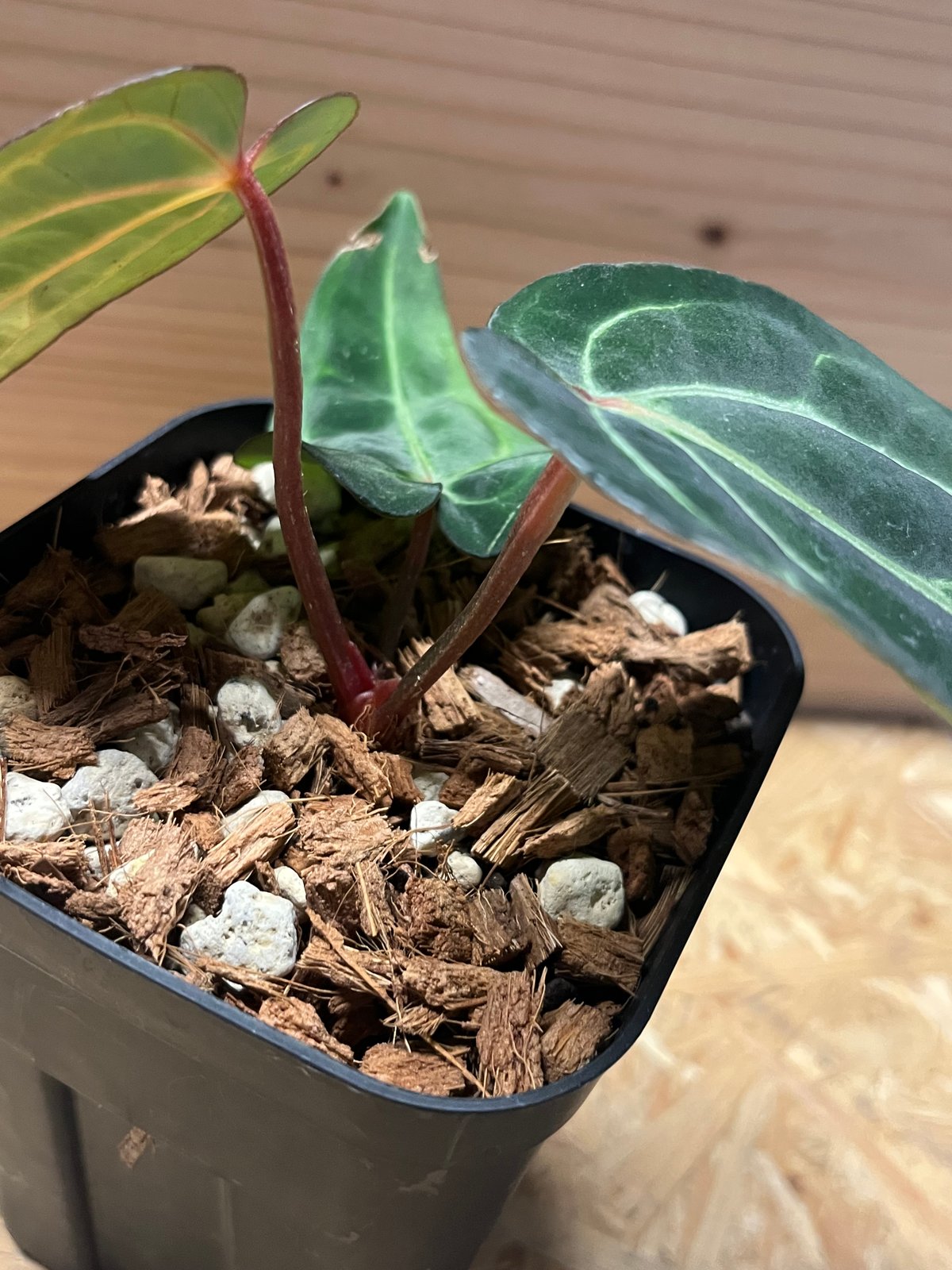 アンスリウム カーラブラッキー ワイルド | GREEN LUCK