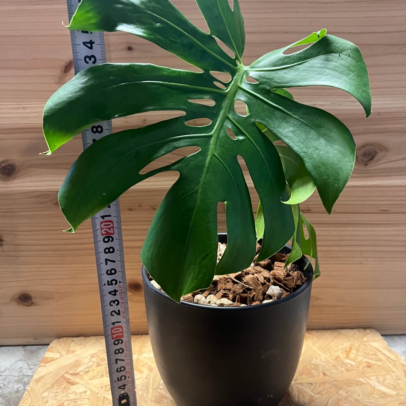 モンステラ デリシオーサ マクロコズム | GREEN LUCK