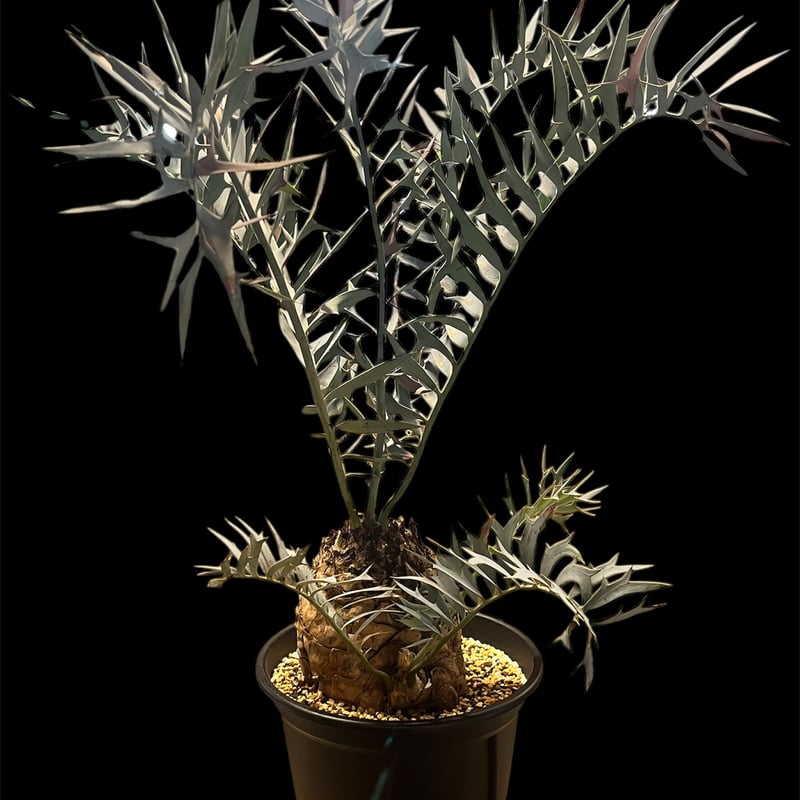 エンセファラルトス ホリダス | GREEN LUCK