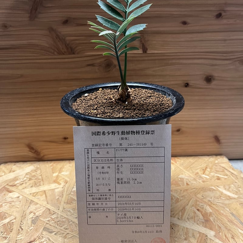 エンセファラルトス ホリダス ドワーフ | GREEN LUCK