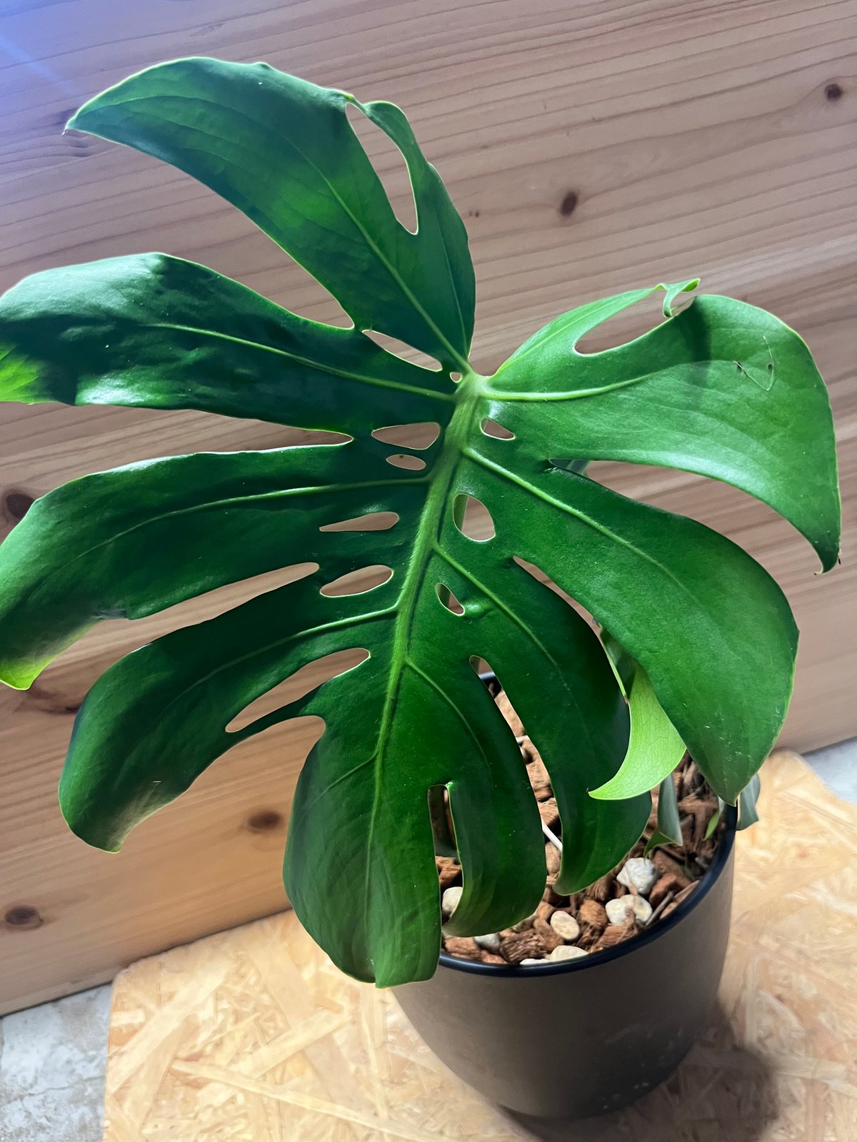 モンステラ デリシオーサ マクロコズム | GREEN LUCK