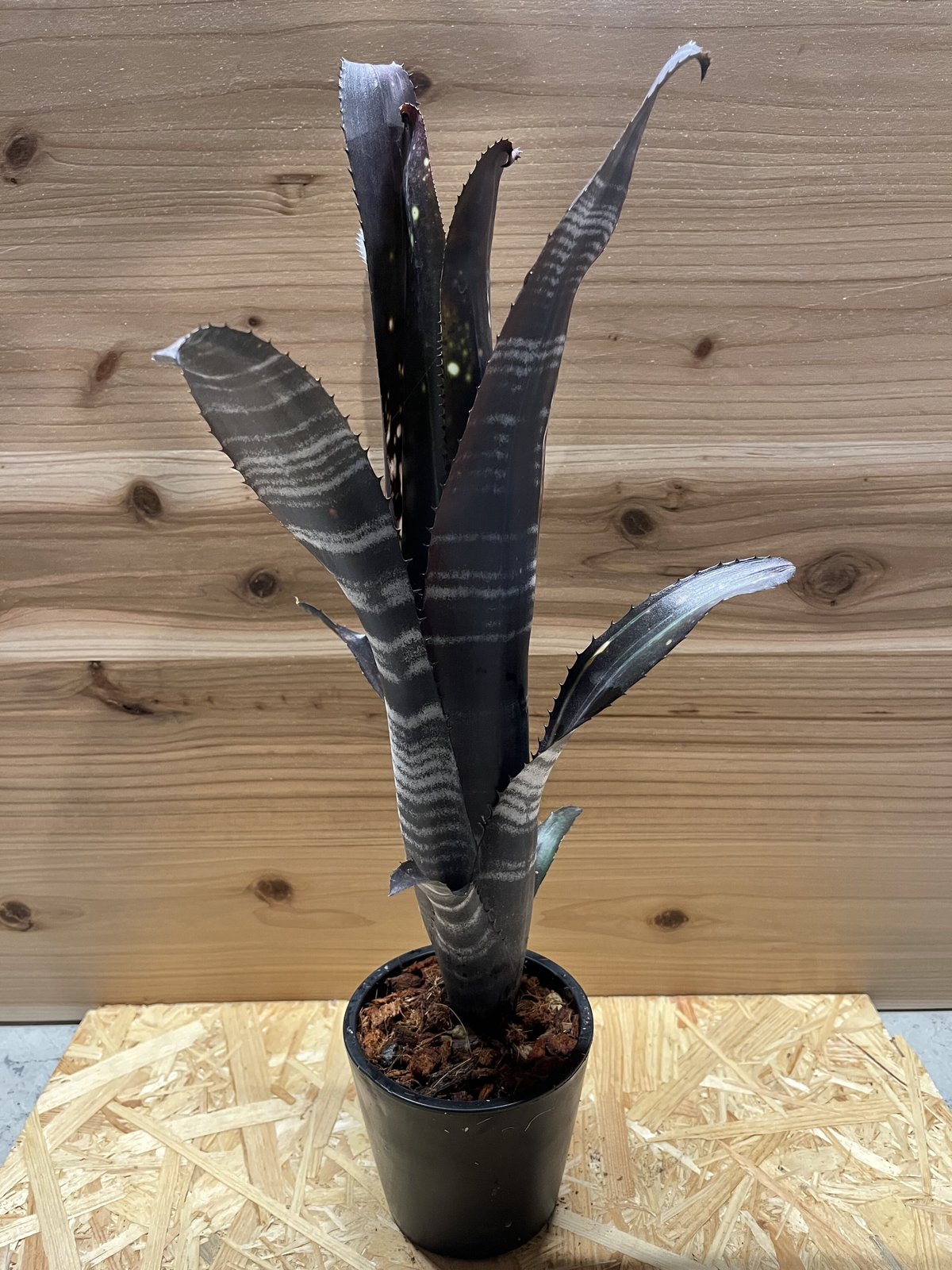 ビルベルギア ダースベイダー | GREEN LUCK