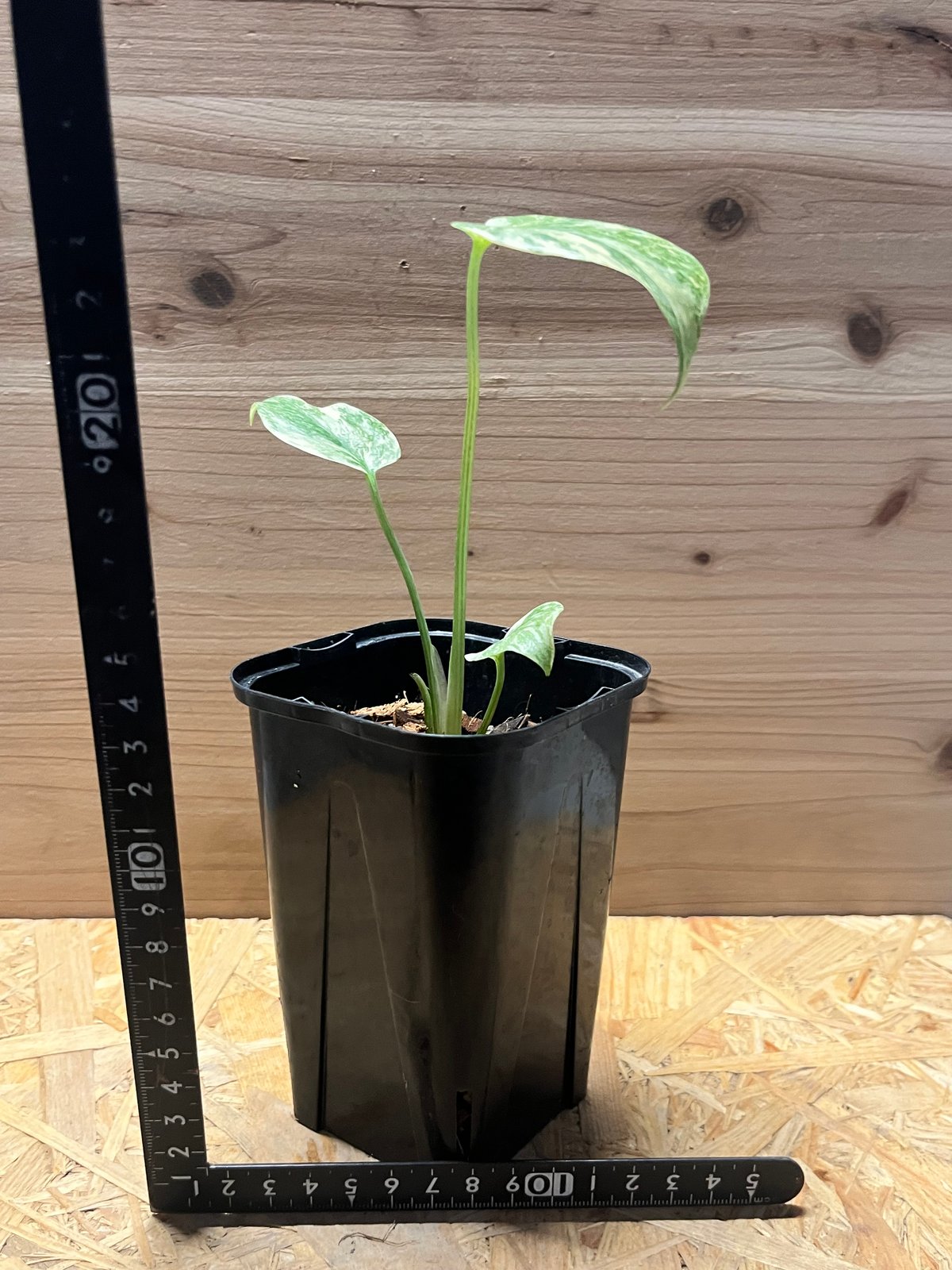 モンステラ デリシオーサ グリーンスノー | GREEN LUCK