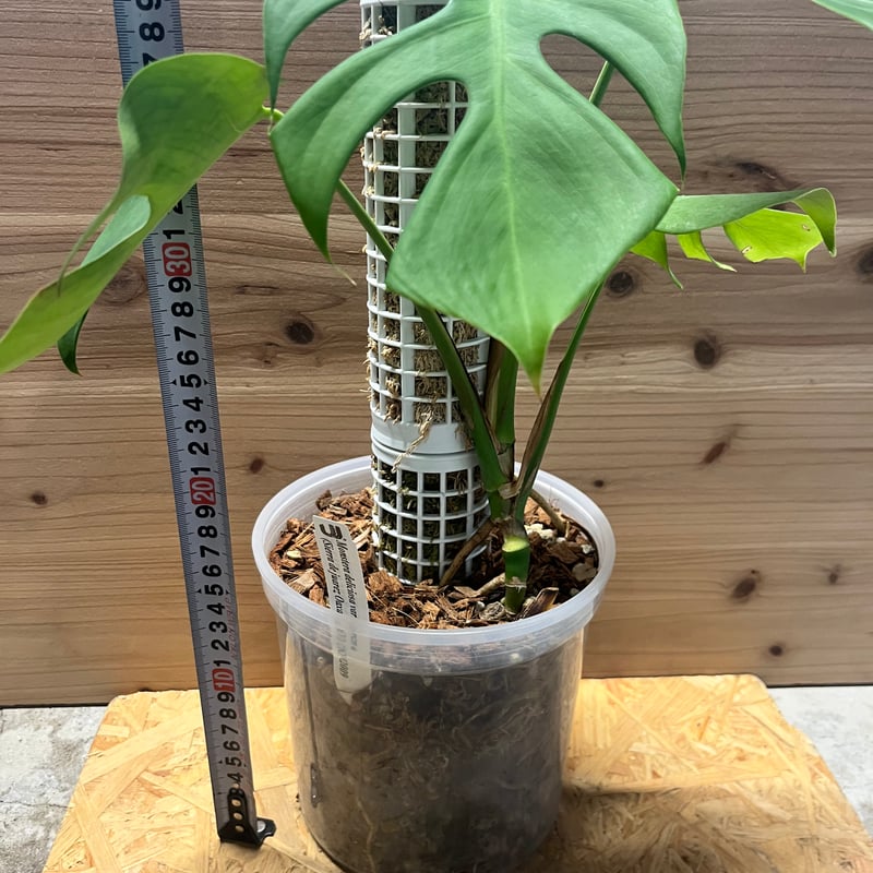 モンステラ デリシオーサvar.シエラナ | GREEN LUCK