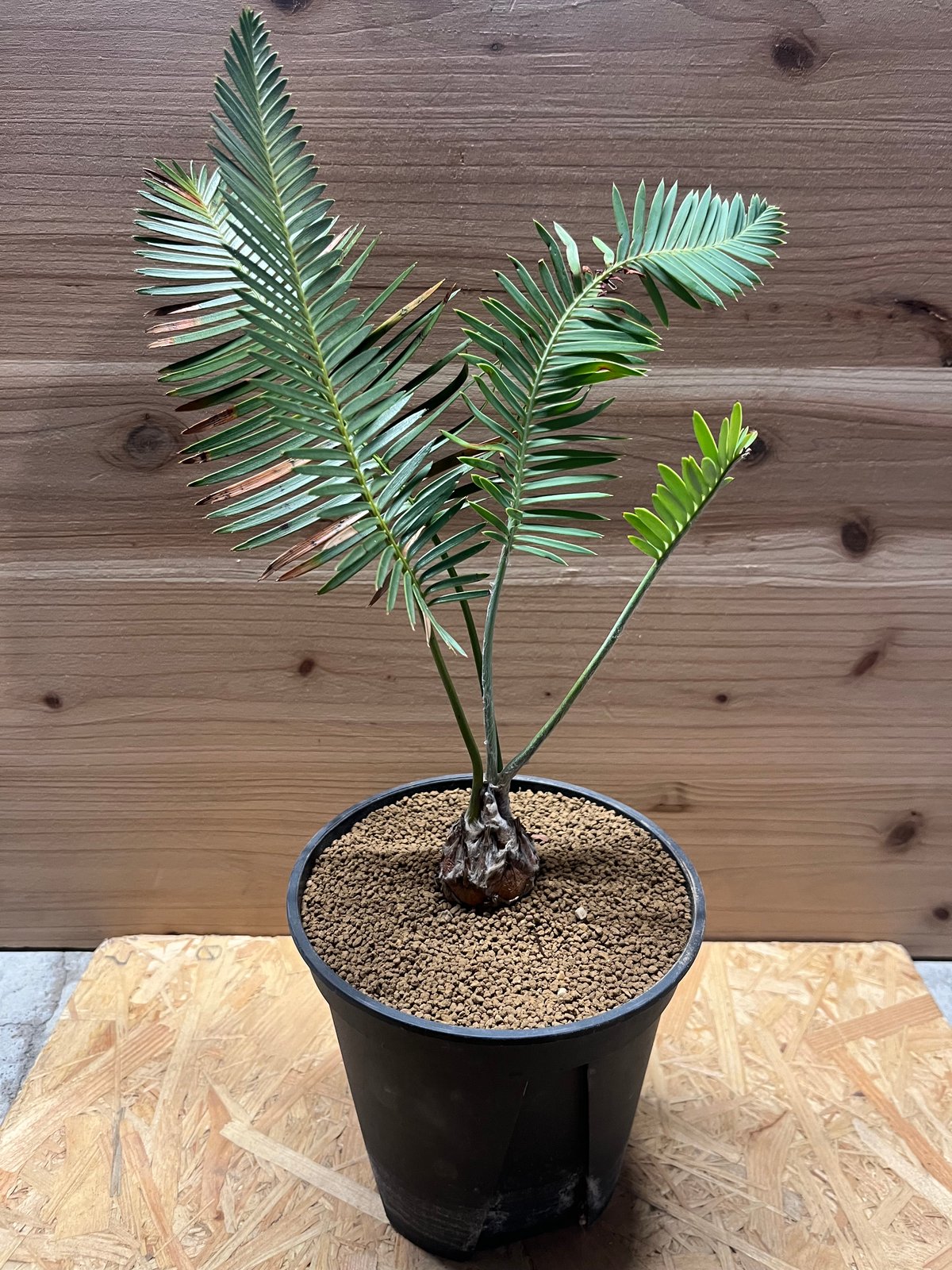 ディオーン エデュレ | GREEN LUCK