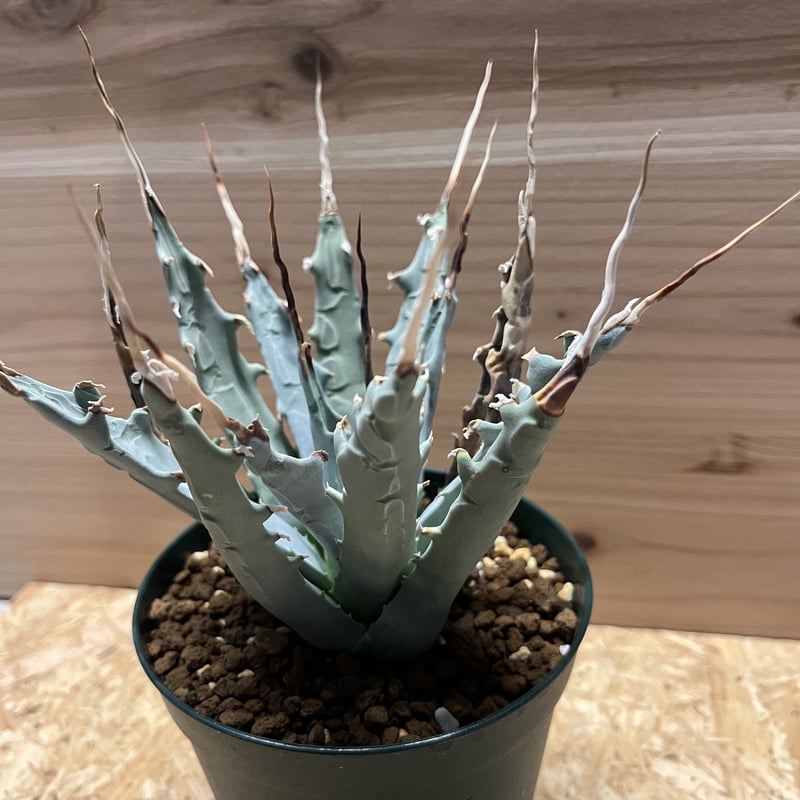 アガベ ユタエンシス エボリスピナ 陽炎 | GREEN LUCK