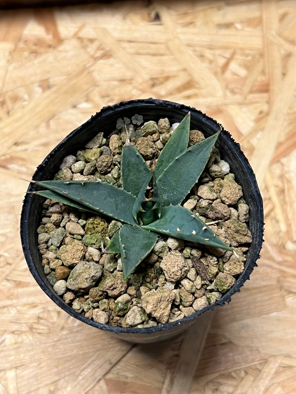 アガベ ユタエンシス エボリスピナ 実生 | GREEN LUCK