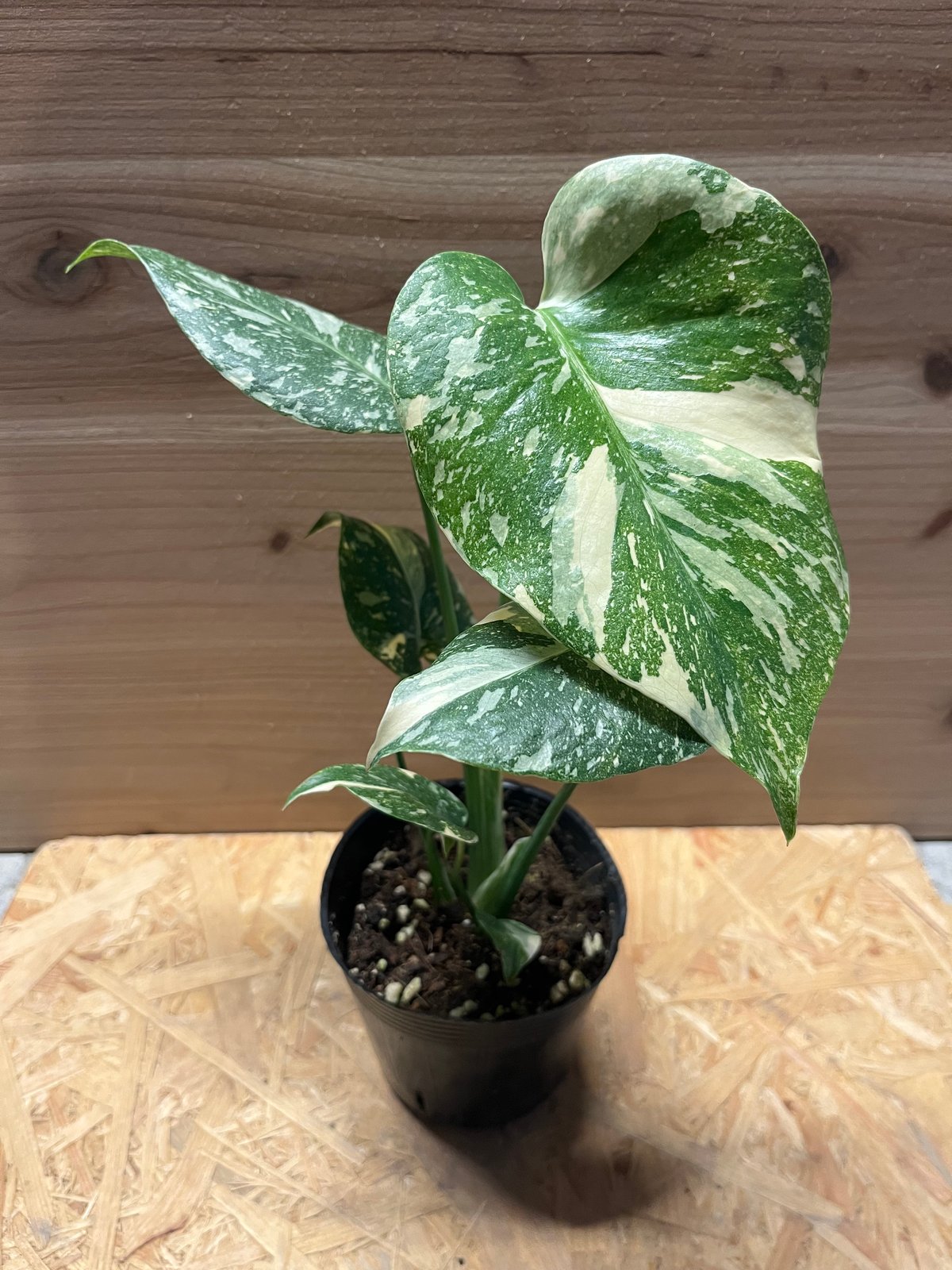 モンステラ デリシオーサ タイコンステレーション 極斑 | GREEN LUCK