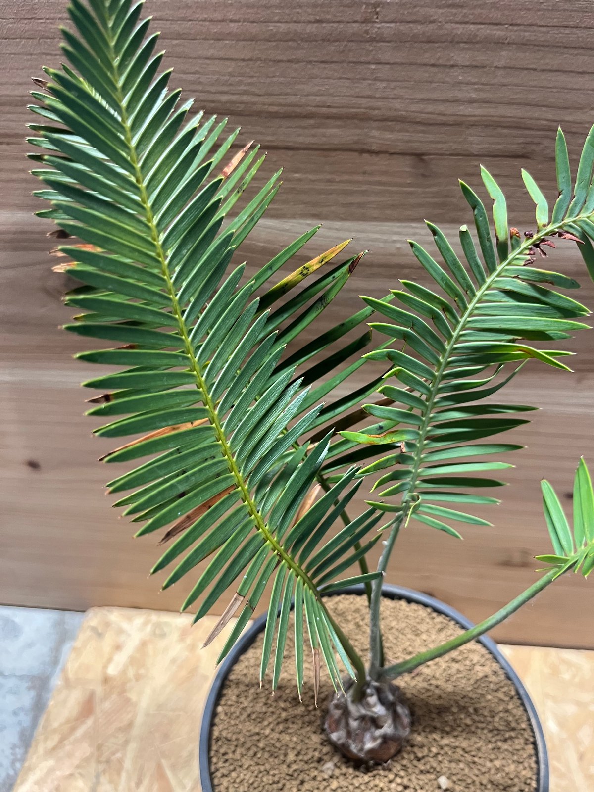 ディオーン エデュレ | GREEN LUCK