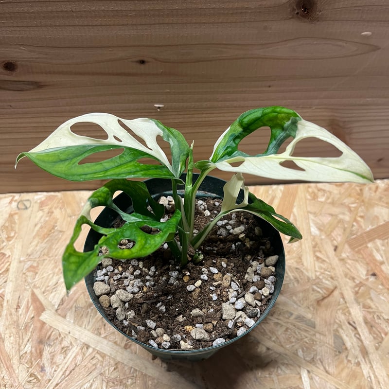 希少 モンステラ アンダーソニー マダラ 4.5号 斑入り 希少！ 観葉植物