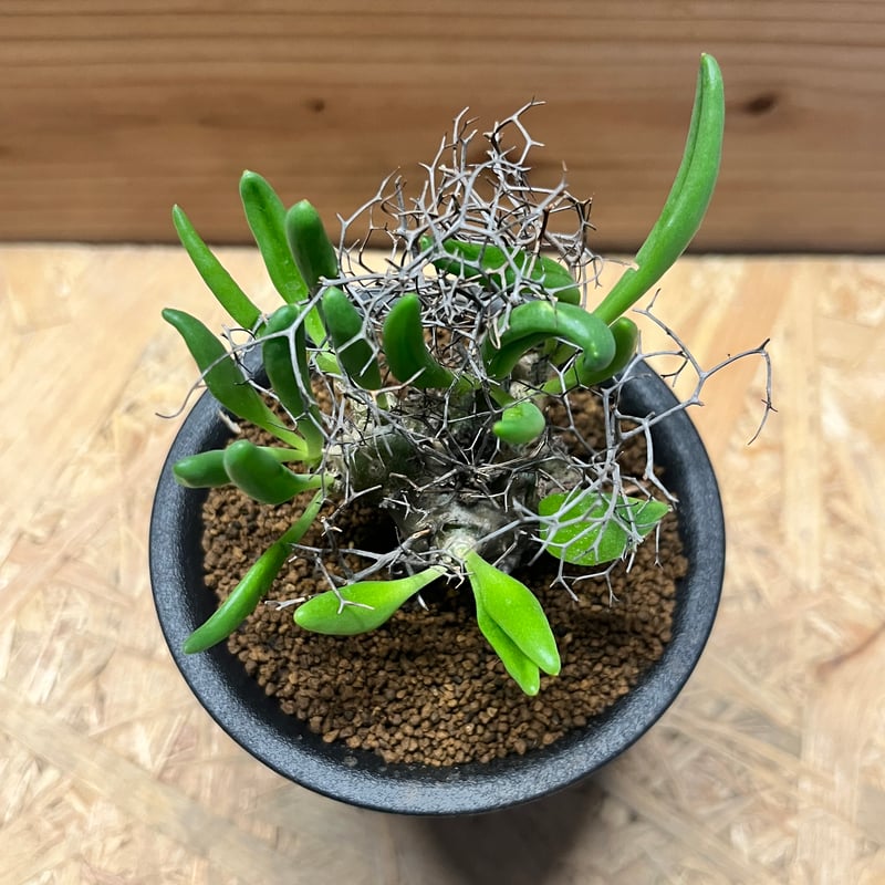 チレコドン レティキュラーツス 万物想 | GREEN LUCK