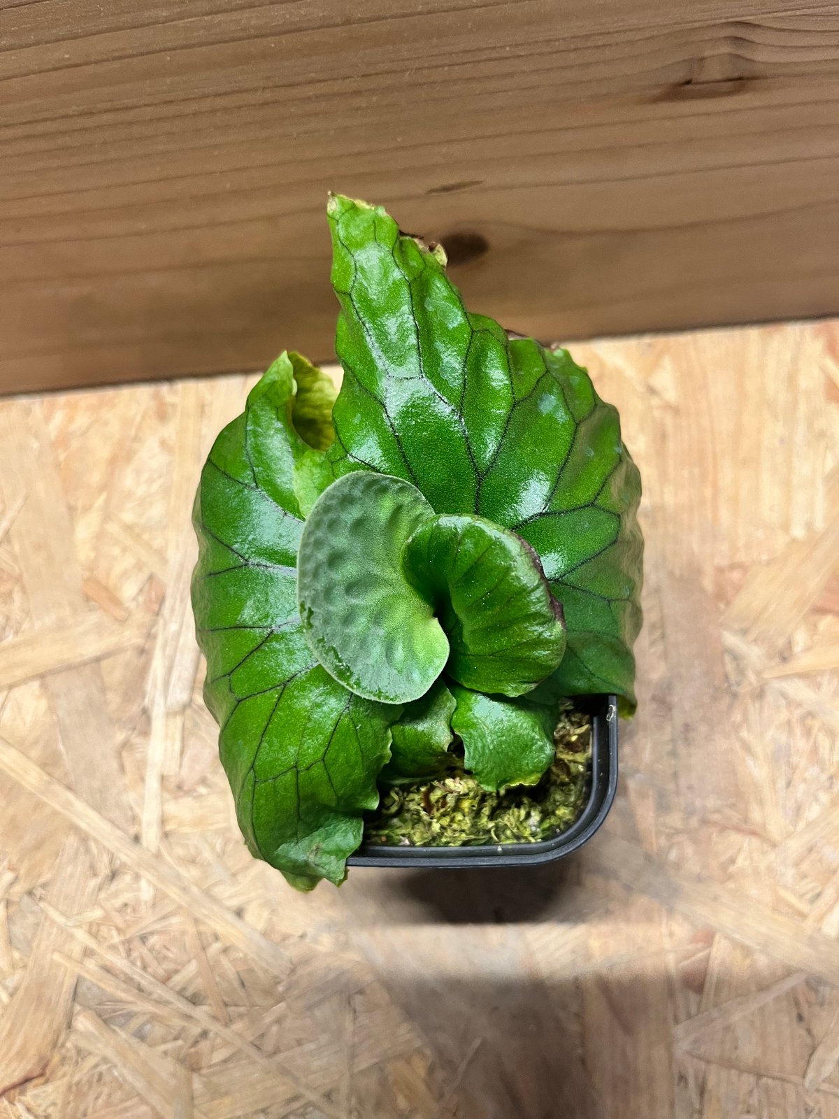 ビカクシダ マダガスカリエンセ | GREEN LUCK