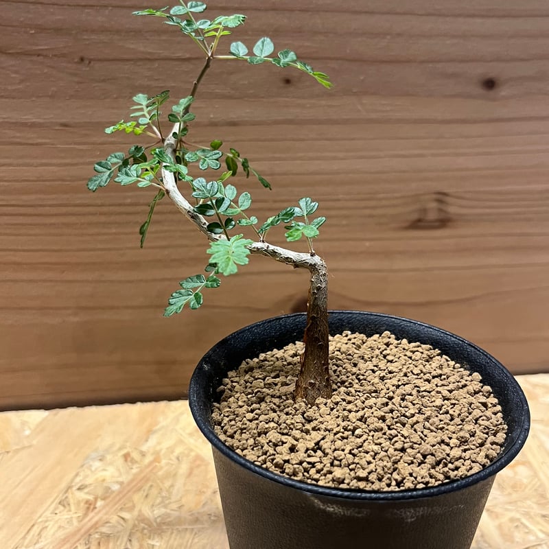 パキコルムス ディスカラー 象の木 | GREEN LUCK