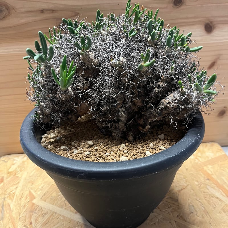 チレコドン レティキュラーツス 万物想 | GREEN LUCK