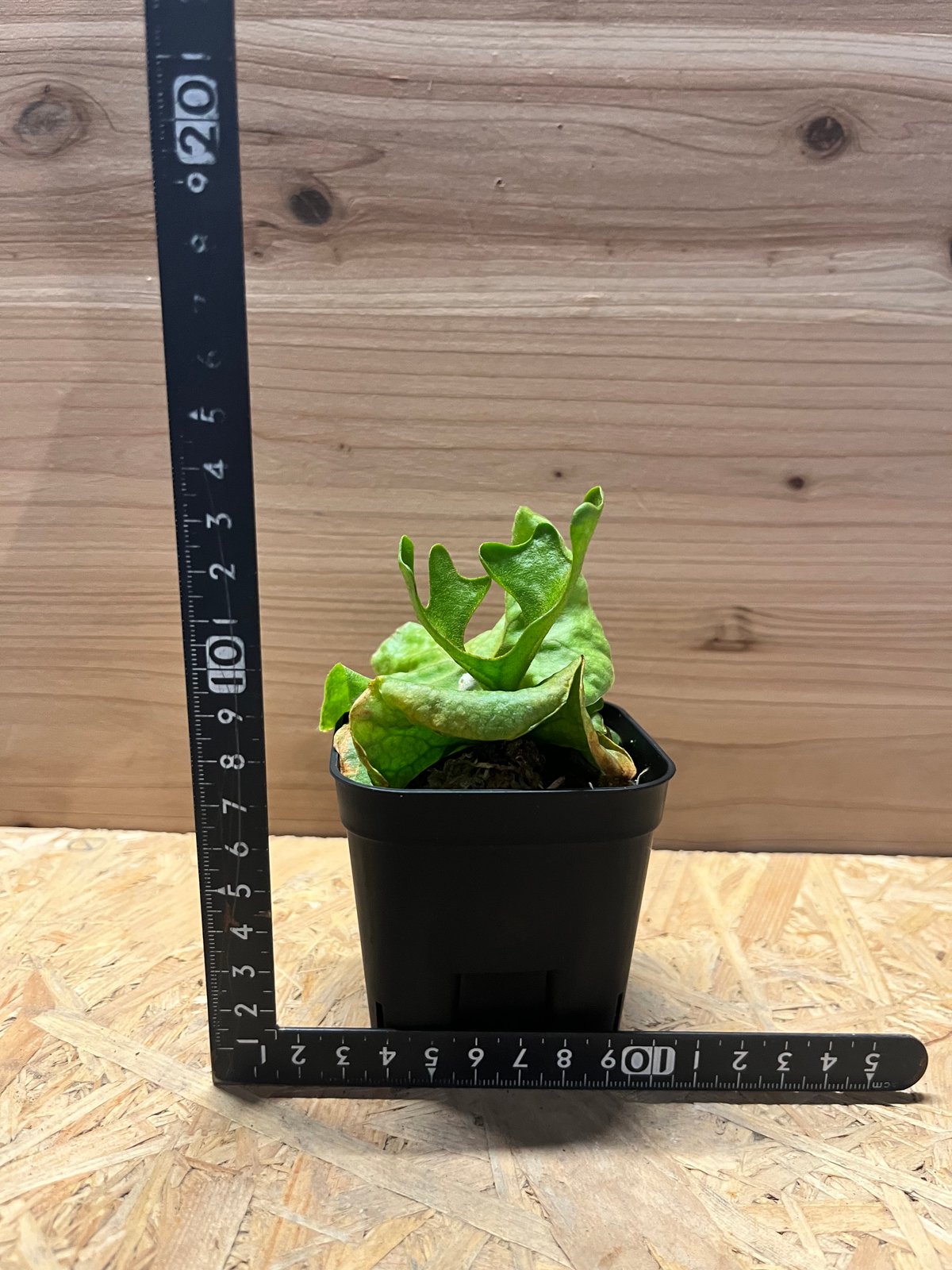 ビカクシダ リドレイ ドワーフ&コンパクト | GREEN LUCK