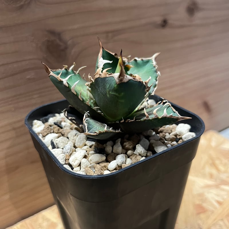 アガベ チタノタ レッドキャットウィーズル 'デニス産ゴリ猫' | GREEN LUCK