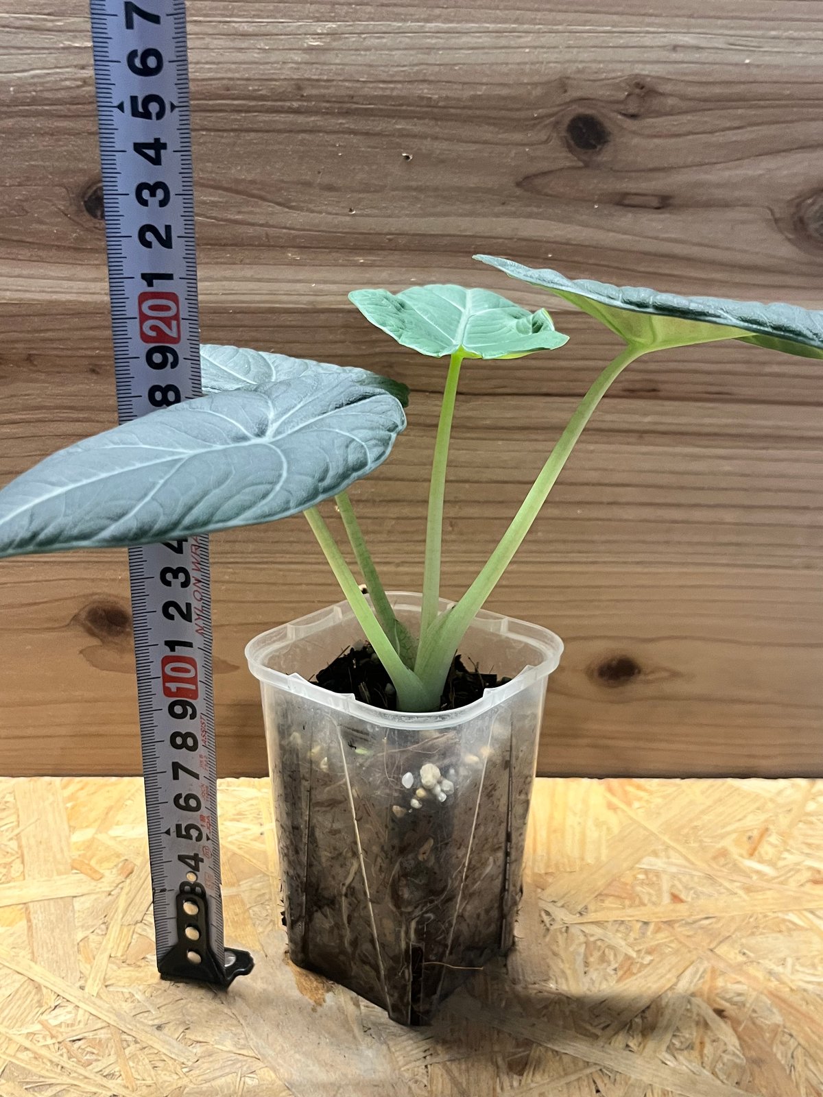 アロカシア マハラニ | GREEN LUCK