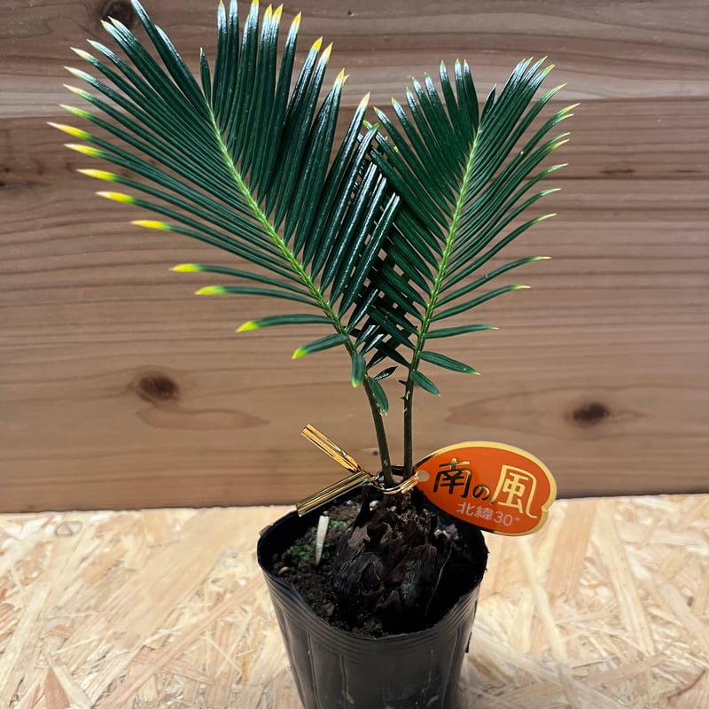 金環ソテツ | GREEN LUCK