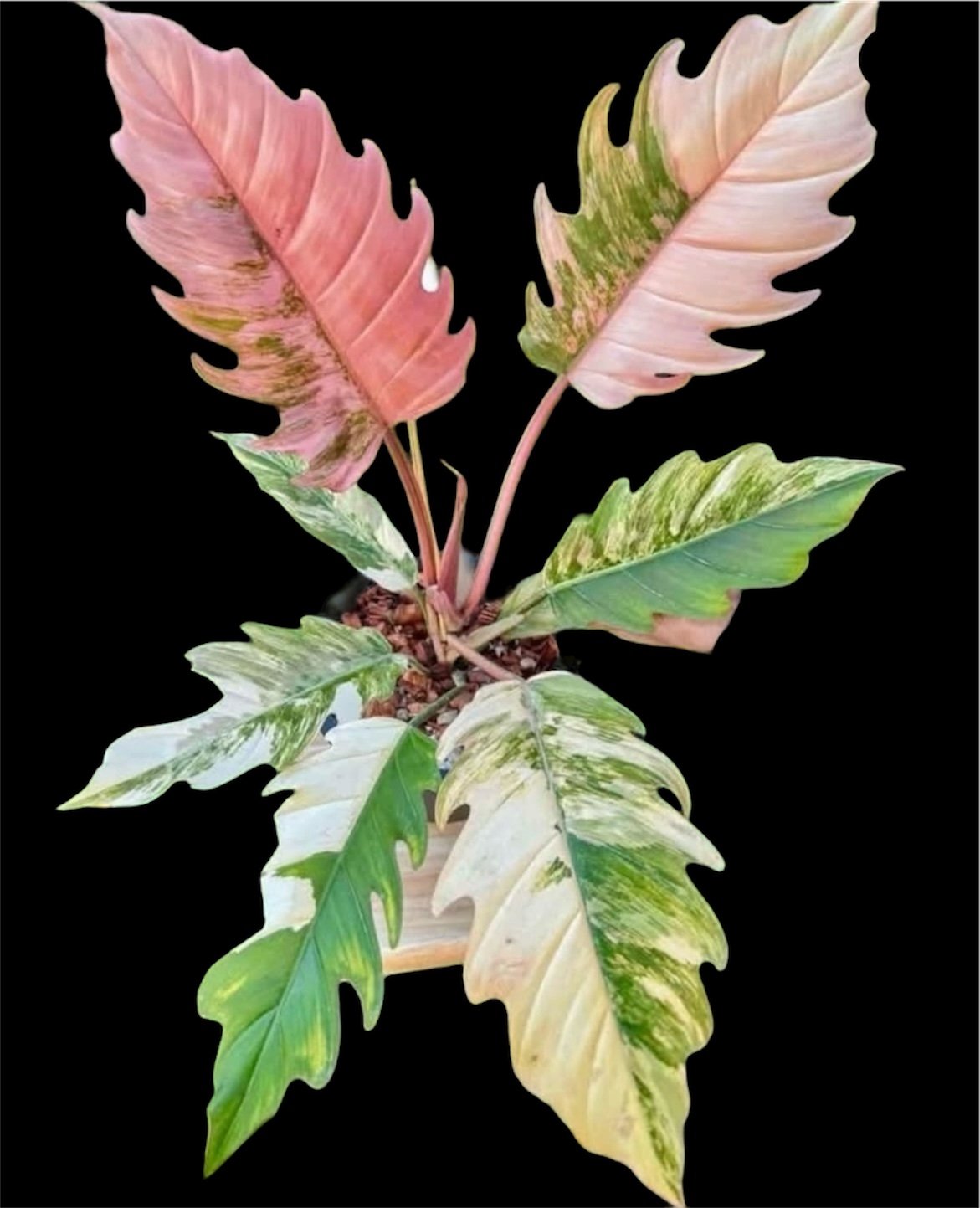 フィロデンドロン キャラメルマーブル | GREEN LUCK