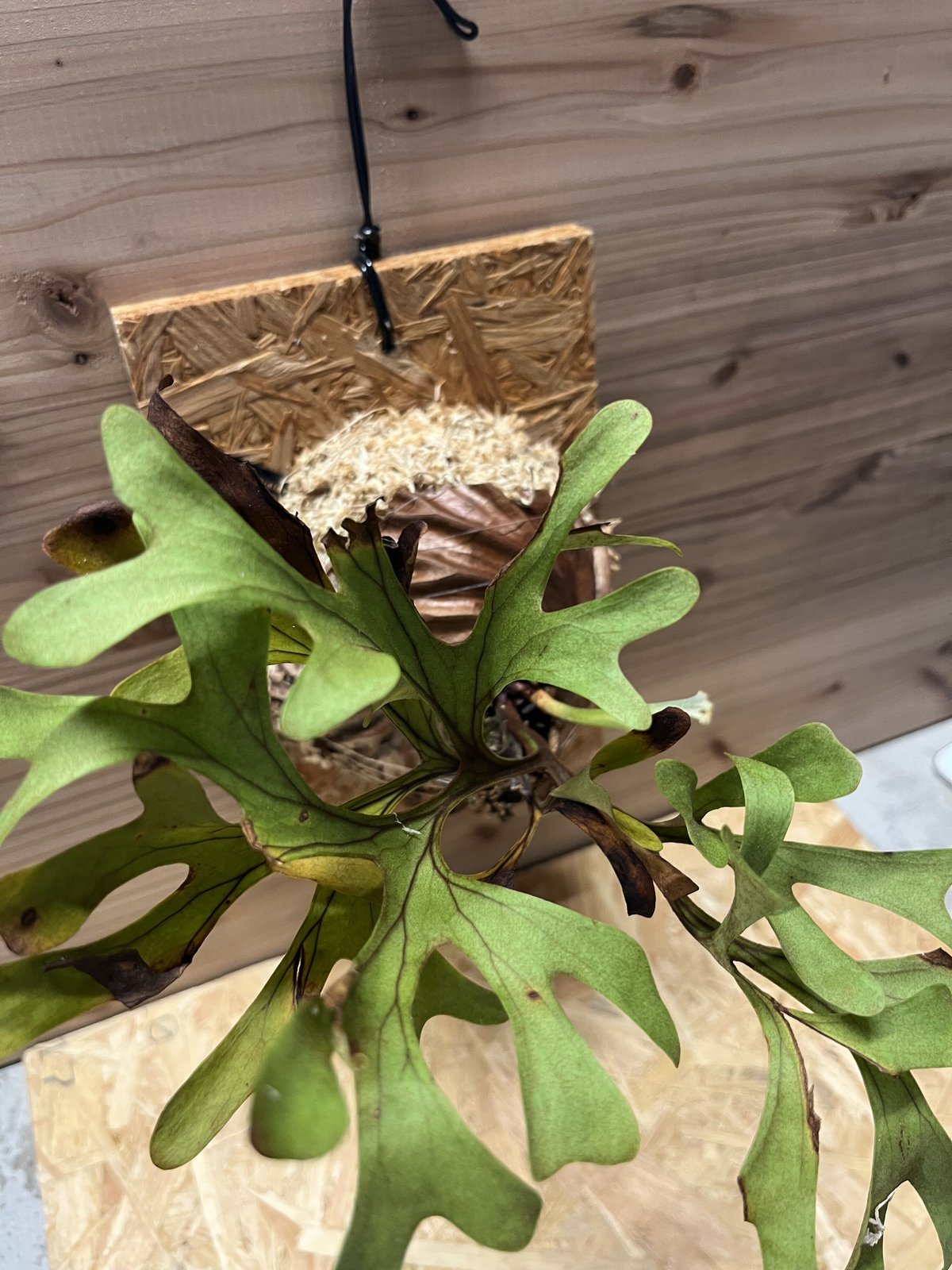 大株 P. ridleyi Wildリドレイ リドレー 長期育成株 ウィリンキー 人気