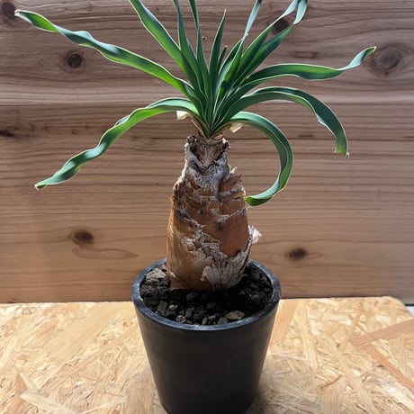 ブーファンディスティチャ | STORES