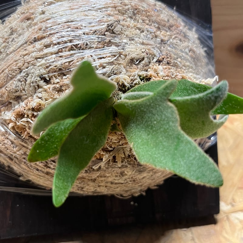 ビカクシダ ウィリンキー ナノ スポア | GREEN LUCK