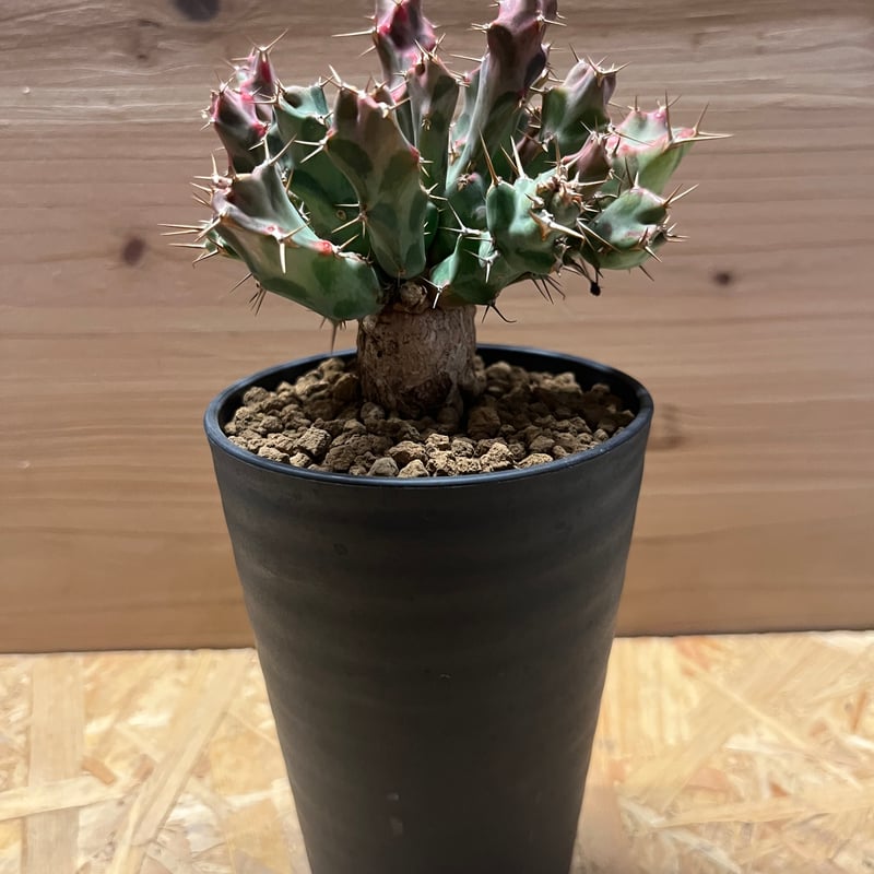 ユーフォルビア クラビゲラ | GREEN LUCK