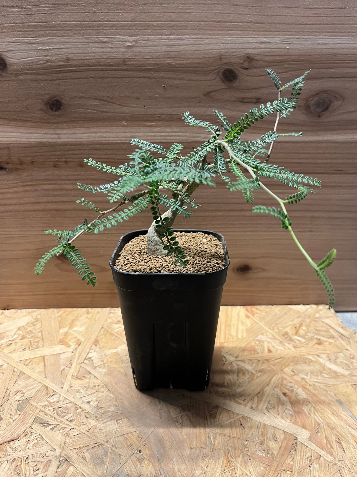 オペルクリカリア ヒファエノイデス | GREEN LUCK