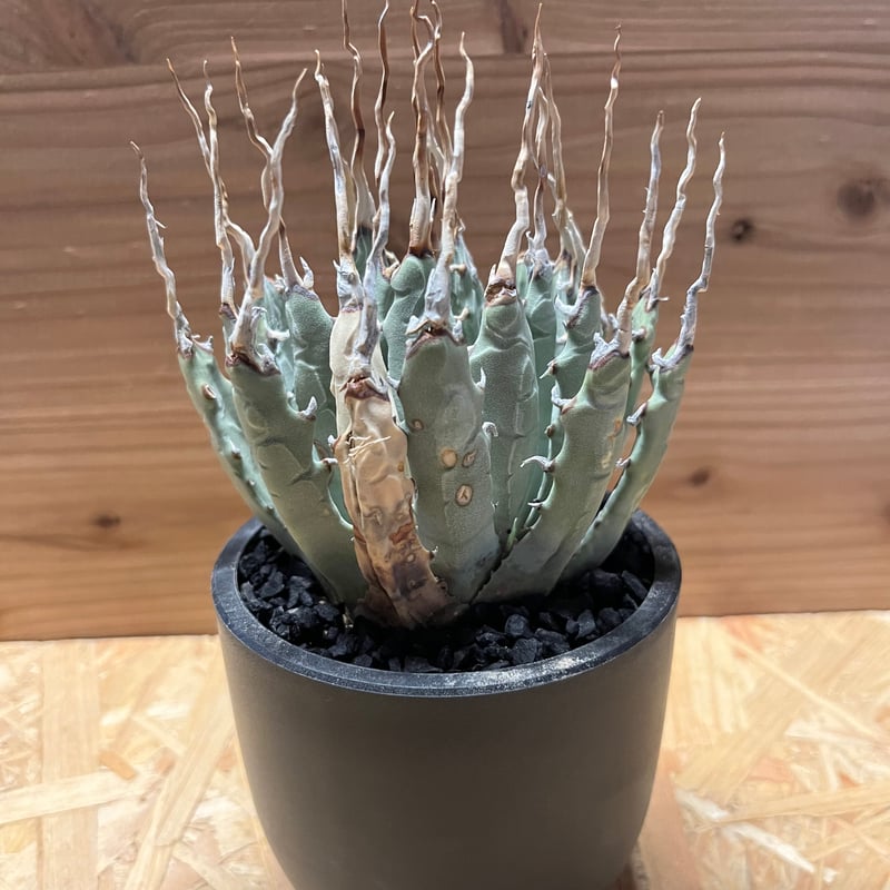 アガベ ユタエンシス エボリスピナ 陽炎 発根済み | GREEN LUCK